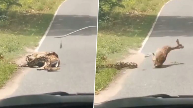 Viral Video: हिरण को दबोचकर उसे अपना निवाला बनाने जा रहा था विशालकाय अजगर, लेकिन तभी हुआ कुछ ऐसा कि...