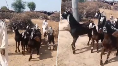 Dancing Goats Viral Video: झूम-झूमकर सड़क पर चलती दिखीं बकरियां, वीडियो देख बन जाएगा आपका दिन