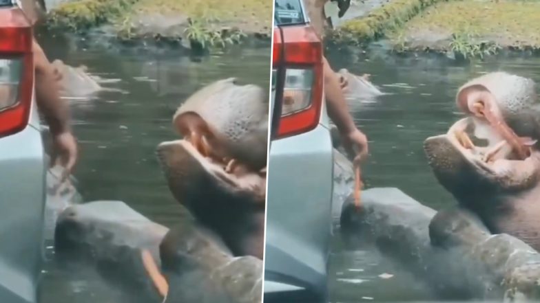 जंगल सफारी के दौरान शख्स ने दरियाई घोड़े का साथ की ऐसी हरकत, Viral Video देख भड़का लोगों का गुस्सा