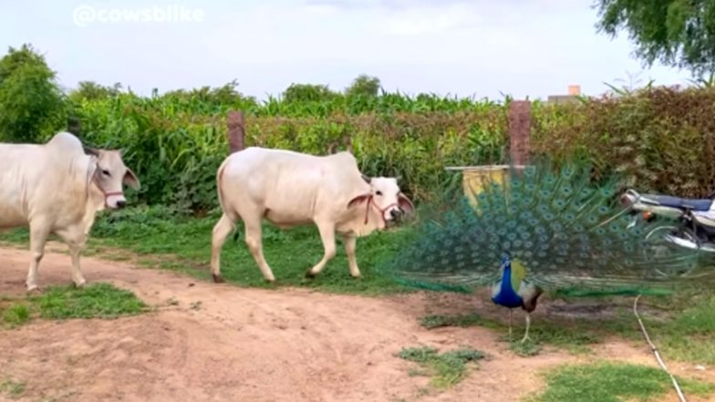 Viral Video: पंख फैलाकर गाय के सामने नाचने लगा मोर, फिर जो हुआ... नजारा देख मंत्रमुग्ध हो जाएंगे आप