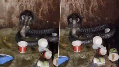 Snake Found in Police Station: गाजियाबाद में एक पुलिस स्टेशन के लॉकअप में मिला कोबरा सांप, कड़ी मशक्कत के बाद किया गया रेक्स्यू- VIDEO