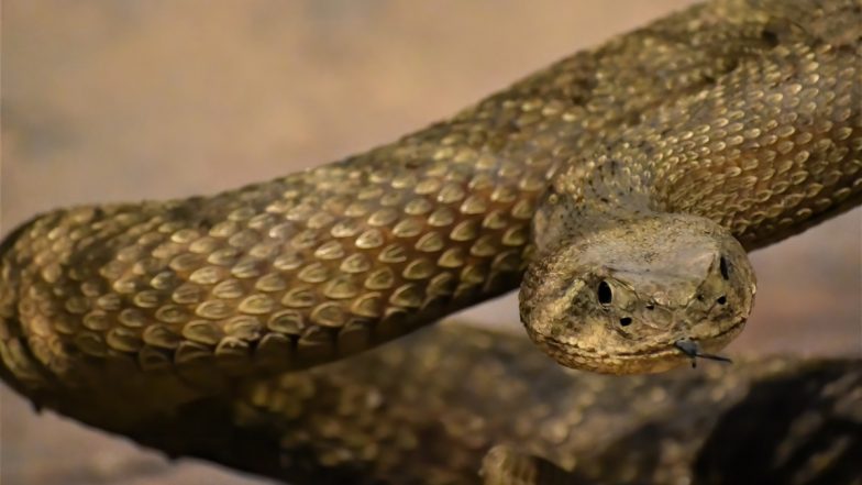 Snake Found in Mulund Courtroom: मुंबई के मुलुंड कोर्ट में निकला 2 फीट का सांप, मची अफरा तफरी, करीब एक घंटे तक काम हुआ प्रभावित