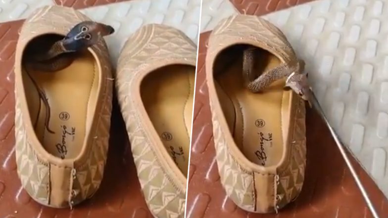 Viral Video: जूती के अंदर कुंडली मारकर बैठा था किंग कोबरा, बाहर निकालने पर फन फैलाकर करने लगा अटैक