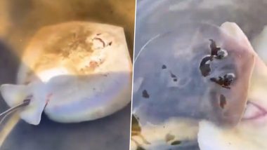 Stingray Viral Video: स्टिंगरे को हुई प्रसव पीड़ा, बच्चे को जन्म देती इस मछली का वीडियो हुआ वायरल