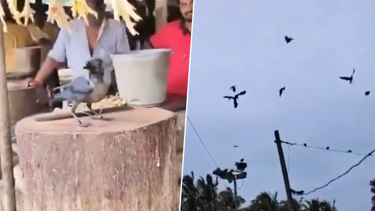Viral Video: कांव-कांव से परेशान होकर शख्स ने कौए को रस्सी से बांध दिया
