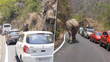 पर्यटकों के वाहनों से भरी सड़क पर अचानक से आ गया हाथी, ट्रैफिक में फंसे लोगों की हुई हालत खराब (Watch Viral Video)