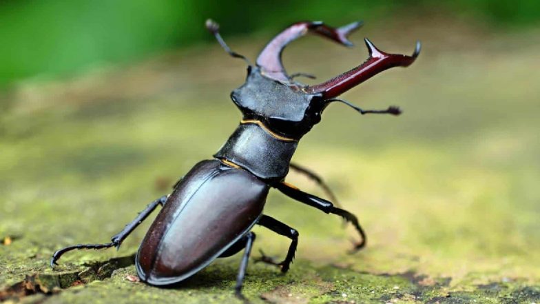 World's Most Expensive Insect: एक कीड़ा 75 लाख रुपये का! जानें क्यों इतना महंगा है स्टैग बीटल, इसकी खासियत जानकर हैरान रह जाएंगे आप