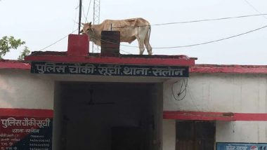 Bull on UP Police Station Roof: रायबरेली में पुलिस स्टेशन की छत पर चढ़ा सांड, थानें में मचा हड़कंप, तस्वीरें हुई वायरल