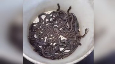 100 Baby Snakes Video: घर में चूहे के बिल से निकले 100 से ज्यादा कोबरा सांप के बच्चे, देखें हैरान कर देने वाला वीडियो