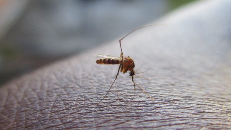 Dengue Cases: डेंगू के बढ़ते मामलों में 19 प्रतिशत जलवायु परिवर्तन के कारण; अध्ययन