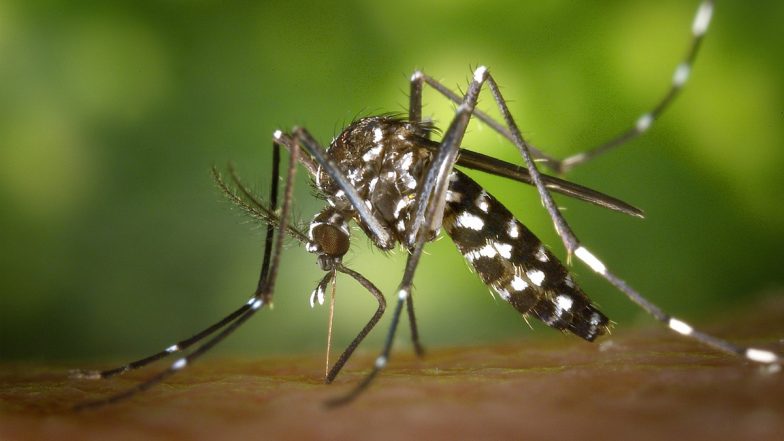 Dengue Outbreak: बेंगलुरु में कहर बरपा रहा है डेंगू, 24 घंटे में सामने आए 369 नए केस; जानें लक्षण और बचाव के तरीके