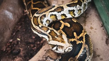 Python Swallowed Woman: दवा लेने गई महिला को निगल गया अजगर, पेट काटने पर मिली पूरी बॉडी