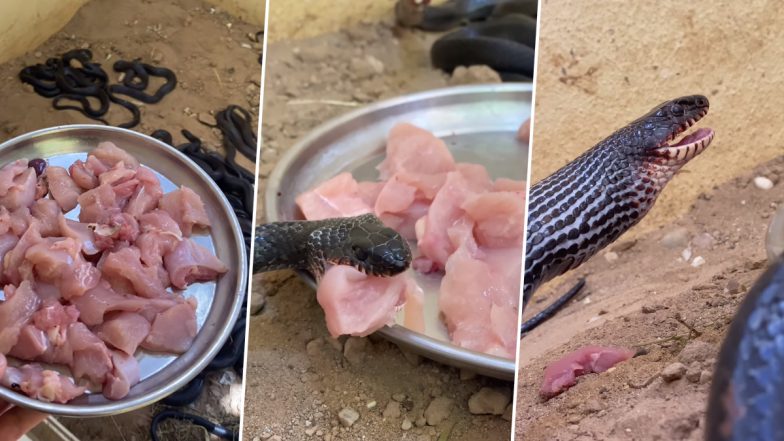 Viral Video: कई सारे सांपों के सामने शख्स ने रखे मांस के टुकड़े, उस पर एक साथ टूट पड़ा पूरा झुंड