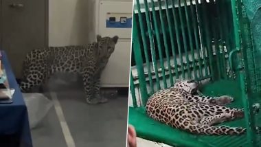 Leopard Spotted in Gujarat Video: जूनागढ़ में कृषि विश्वविद्यालय की बायो-एनर्जी लैब में घुसा तेंदुआ; छात्रों ने दिखाई सूझबूझ