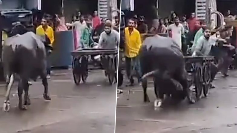 Viral Video: भैंस ने सड़क पर मचाया आतंक, कई वाहनों को को मारी टक्कर, भोपाल की घटना का वीडियो वायरल