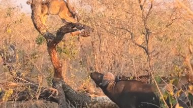 Buffaloes Attack Lion Cub: भैंसों के झुंड से बचने के लिए पेड़ पर चढ़ा शेर का बच्चा, उसके बाद जो हुआ.. देखें वीडियो