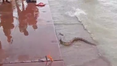 Russell's Viper Snakes At Ganga Ghat Video: भागलपुर में गंगाघाट पर दिखे 2 रस्सेल वाइपर, जानलेवा सांप को देखकर घबराए लोग