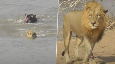 Hippo Attacks Lion Video: पानी में दरियाई घोड़े ने लायन पर किया हमला, जान बचाकर भागा शेर