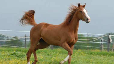 Dangerous Virus Spreading From Horses in US: अमेरिका में घोड़ों से फैल रहा EEE खतरनाक वायरस, इसके संक्रमण से हो रही है मौतें