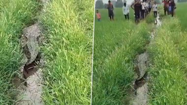 Crocodile Spotted In Field Video: यूपी के चंदौली में खेतों में दिखा 12 फीट लंबा मगरमच्छ, काफी मशक्कत के बाद किया गया रेस्क्यू