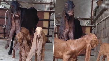 World's Unique Goat: ये है दुनिया की अनोखी बकरी, जमीन को छूते हैं इसके कान, देखें वीडियो