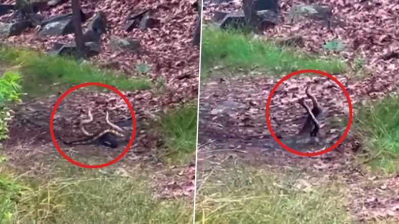 Snakes Wrestling or Mating? दो रैटलस्नेक जंगल में लड़ाई करते हुए स्पॉट, सोशल मीडिया पर छिड़ी 'Sex' या  'Fight' की बहस