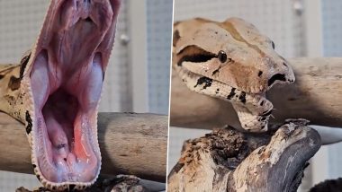 Yawn of a Snake: क्या कभी किसी सांप को जम्हाई लेते हुए देखा है? अगर नहीं तो देखें वीडियो