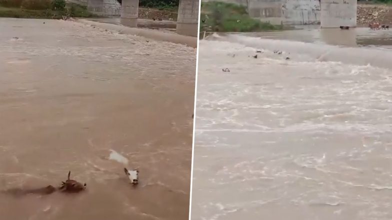Miscreants Throw 50 Cows into River: एमपी के सतना में बदमाशों ने पचास गायों को नदी की बहती धार में फेंका, क्रूरता का वीडियो वायरल