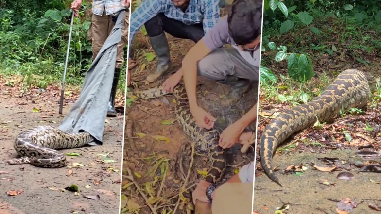 Video: मछली पकड़नेवाले जाल में फंसा 7 फीट लंबा अजगर, वन्यजीव की टीम ने किया रेस्क्यू, वीडियो हुआ वायरल
