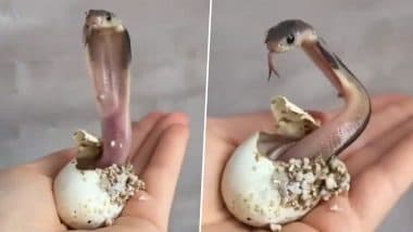 Baby Cobra Hatched From Egg: अंडे से फन फैलाकर निकला बेबी कोबरा, वीडियो देख रह जाएंगे दंग