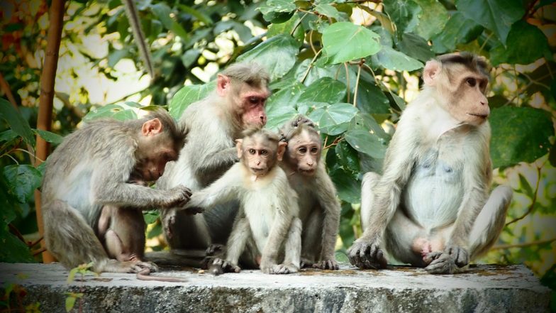 Video: बंदरो का आतंक! महिला पर बंदरों ने किया हमला, छत से गिरकर हुई मौत, उत्तरप्रदेश के कौशांबी की घटना