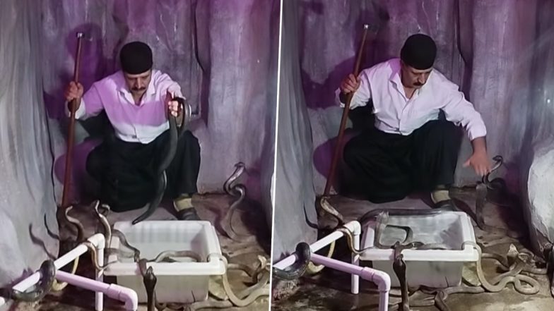Video: दर्जनों सांपों के बीच पहुंचा शख्स, हाथ में लेकर खेलने लगा, वीडियो देखकर उड़ जाएंगे होश