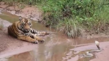 Video: चंद्रपुर के ताड़ोबा की बाघिन वीरा के बछड़े के सामने फन फैलाएं बैठा है कोबरा सांप, जंगल का अद्भुत नजारा