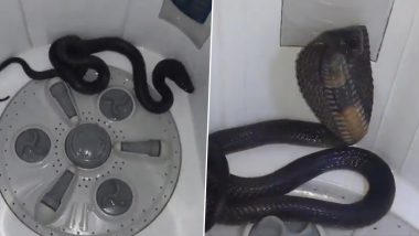 Snake Found Inside Washing Machine: कोटा में वॉशिंग मशीन के अंदर मिला सांप, देखें डरावना वीडियो