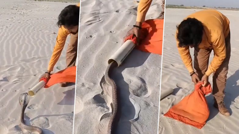 रेगिस्तान में फन फैलाकर फुफकारने लगा किंग कोबरा सांप, शख्स ने पाइप जुगाड़ से नागराज को कर लिया काबू (Watch Viral Video)