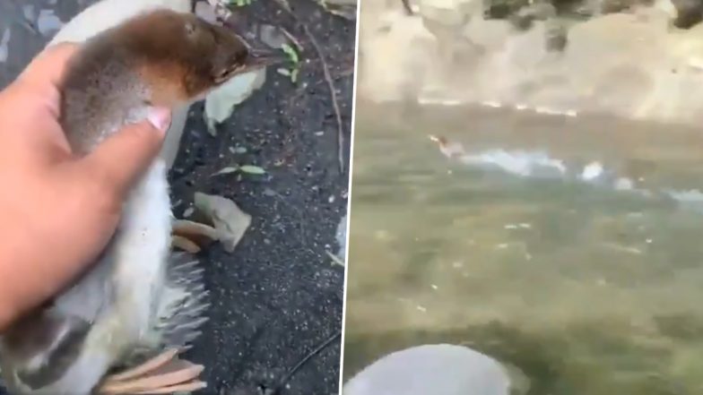 फुल स्पीड में पानी के अंदर तैरती दिखी बत्तख, पलक झपकते आंखों से हो गई ओझल (Watch Viral Video)