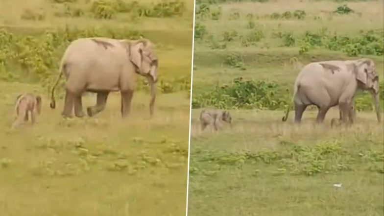 Viral Video: जन्म के तुरंत बाद ही नन्हे हाथी ने बढ़ाया अपना पहला कदम, मां के पीछे चलने की करने लगा कोशिश