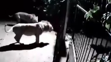 Video: दो कुत्तों ने जंगल के राजा को भगाया, दोनों शेरों ने हार मानकर जंगल की तरफ किया कुच, गुजरात के गिर की घटना का वीडियो वायरल