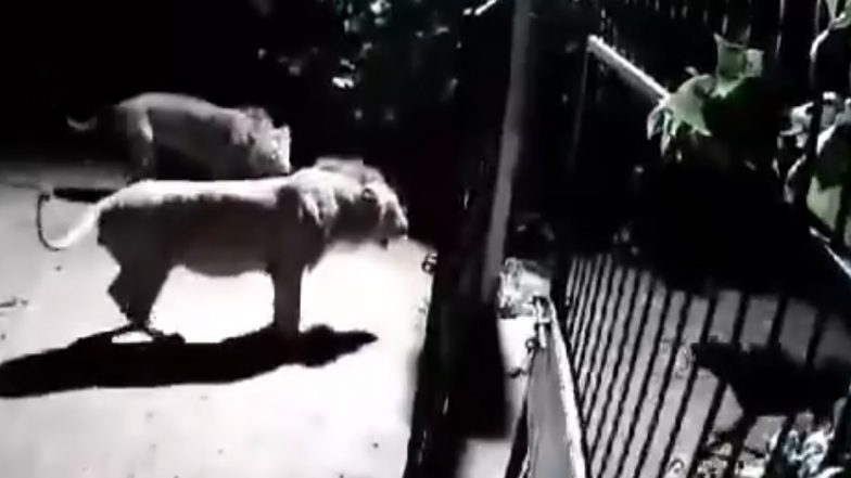 Video: दो कुत्तों ने जंगल के राजा को भगाया, दोनों शेरों ने हार मानकर जंगल की तरफ किया कुच, गुजरात के गिर की घटना का वीडियो वायरल
