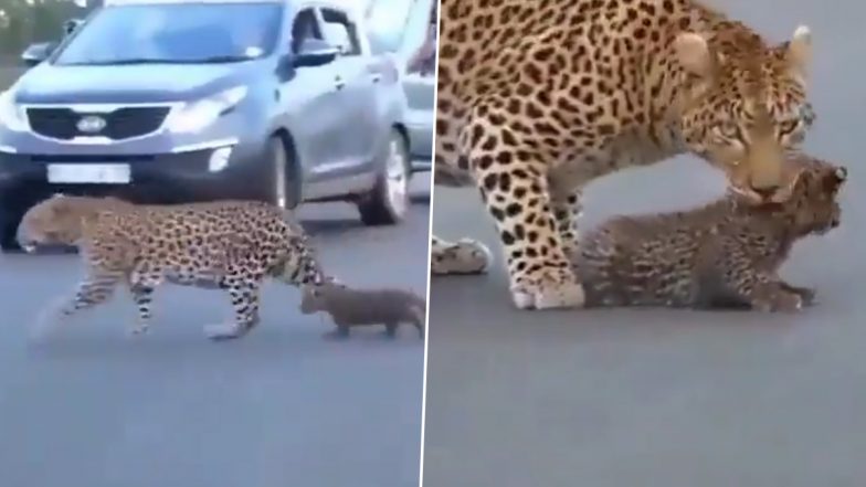 Viral Video: जंगल में सड़क पार करते समय मादा तेंदुए को परेशान करने लगे शावक, उनकी शैतानी का वीडियो हुआ वायरल