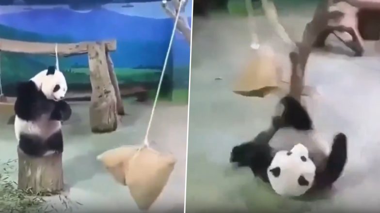 Viral Video: रस्सी पर लटके बोरे को लपकने की कोशिश करते समय धड़ाम से गिरा पांडा, मजेदार वीडियो हुआ वायरल