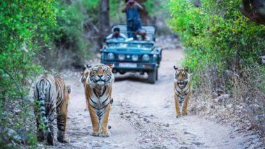 VIDEO: जयपुर के रणथंबोर टाइगर रिजर्व में अवैध प्रवेश! 14 SUV मालिकों पर 1 लाख रुपये का जुर्माना