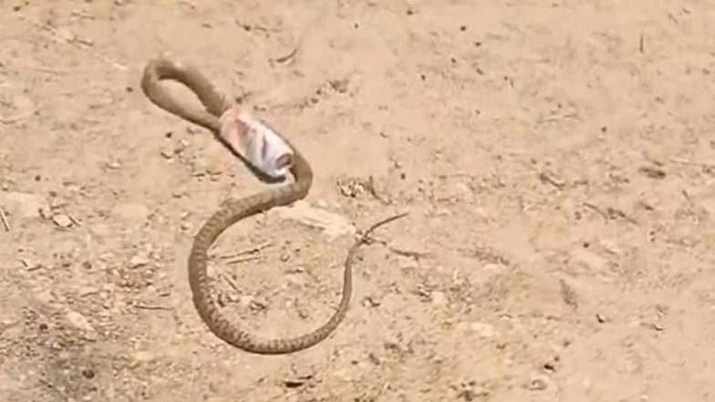 Telangana Video: बीयर के डिब्बे में 3 घंटे तक फंसा रहा सांप का सिर, वायरल वीडियो में देखें कैसै बचाई अपनी जान
