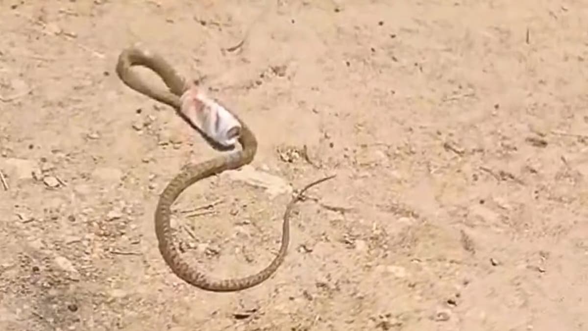 Telangana Video: बीयर के डिब्बे में 3 घंटे तक फंसा रहा सांप का सिर, वायरल वीडियो में देखें कैसै बचाई अपनी जान