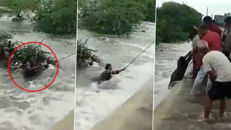 Video: बारिश में उफनती नदी पार करना स्कूटी सवार महिला को पड़ा भारी, गाड़ी समेत पानी में बही, राजस्थान के ब्यावर जिले का वीडियो वायरल