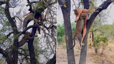 शिकार को हथियाने के लिए तेंदुए और लकड़बग्घे के बीच छिड़ी जंग, Viral Video में देखें क्या हुआ इसका अंजाम