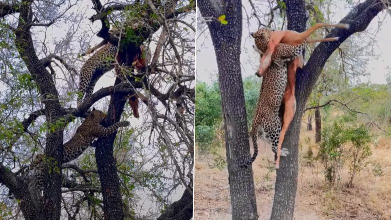 शिकार को हथियाने के लिए तेंदुए और लकड़बग्घे के बीच छिड़ी जंग, Viral Video में देखें क्या हुआ इसका अंजाम