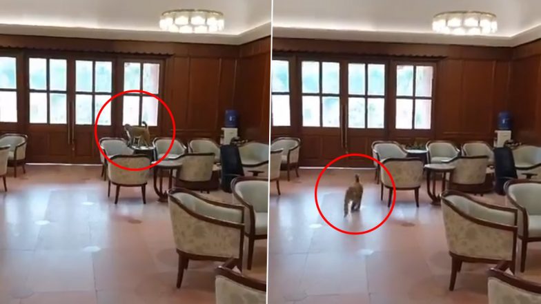 Monkey Inside Parliament Video: संसद परिसर में घुसा बंदर, सांसदों की लॉबी में घूमता आया नजर
