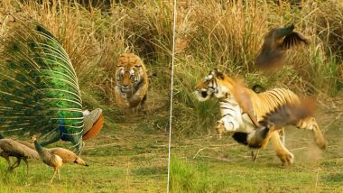 Tigress Attack Peacock: जंगल में पंख फैलाकर नाच रहा था मोर, अचानक पीछे से आकर बाघिन ने कर दिया हमला (Watch Video)