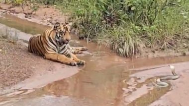 Viral Video: जब शिकारी बाघ और नाग देवता का हुआ आमना-सामना, नाग पंचमी पर दिखा ऐसा दुर्लभ नजारा